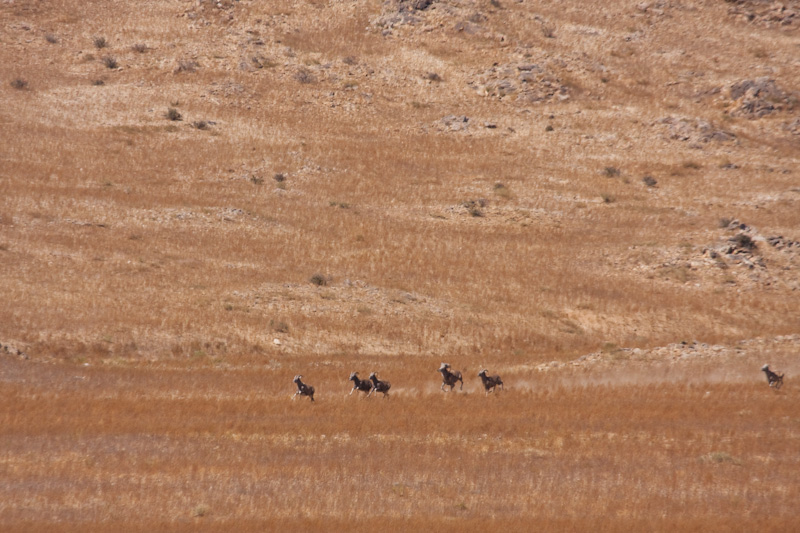 Running Argali